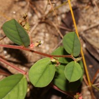 <i>Indigofera nummulariifolia</i>  (L.) Livera ex Alston